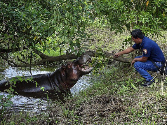 L'hippopotame Tyson avait gagné la sympathie des habitants de Las Choapas (archives). © KEYSTONE/AP/ARMANDO SERRANO