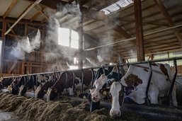 Les vaches stressées par la chaleur de l’été