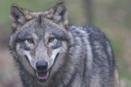 Les loups pourront être tués de manière préventive avant qu’ils aient fait des dégâts