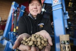 Culture: les premières cacahouètes singinoises ont été récoltées et vendues rapidement