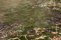 Châtonnaye: Le ruisseau du Trey souillé par du purin