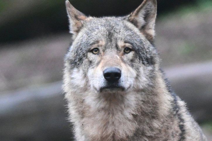 Les cantons estiment que les loups devraient pouvoir être chassés toute l'année, au grand dam des organisations de protection des animaux (image prétexte). © KEYSTONE/DPA/BERND WEISSBROD